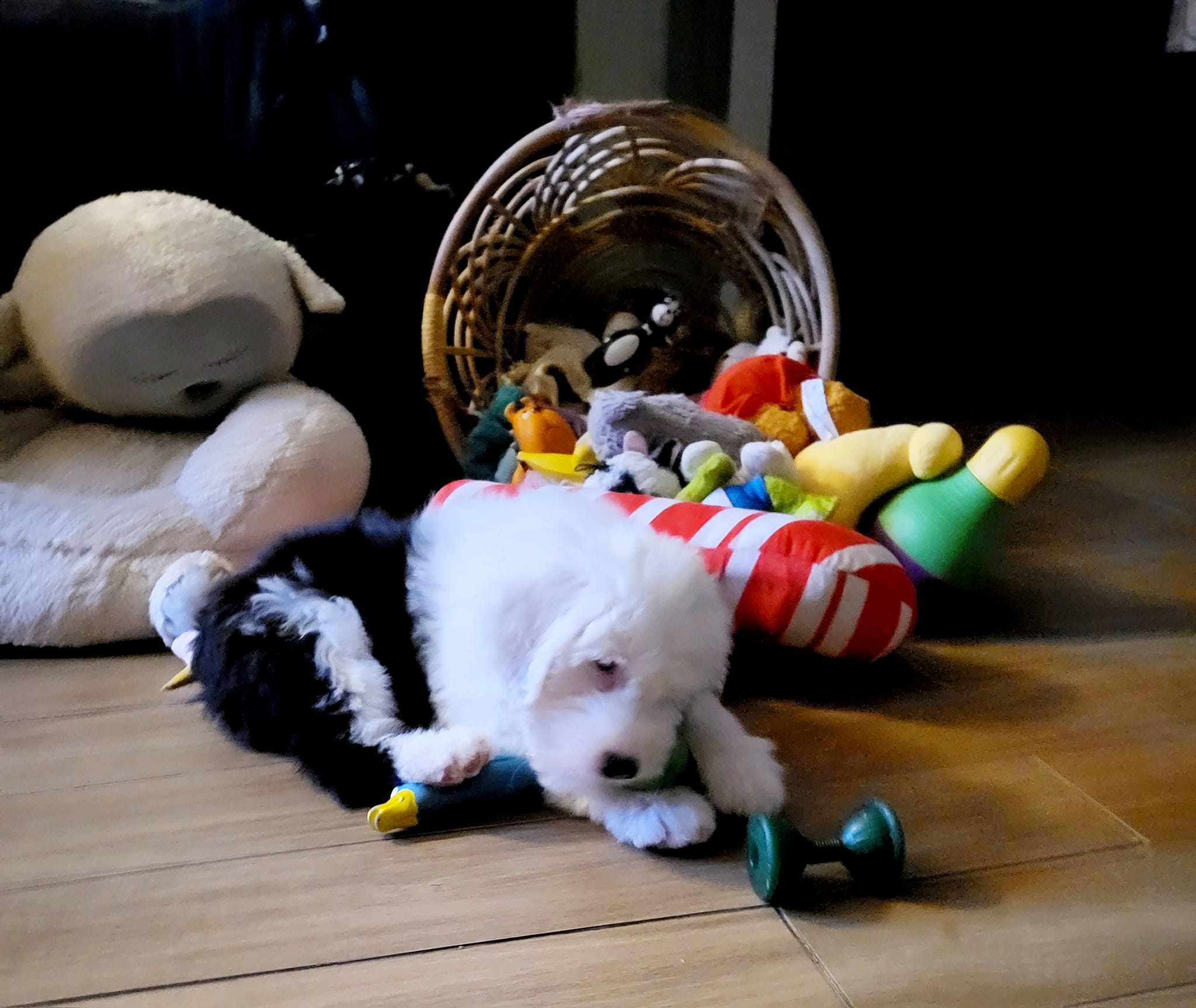 kiki.jpg